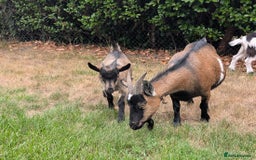 Goats livestock for sale: Baby Pygmy Goats – 2 Girls & 1 Boy (Neutered) - Image 9