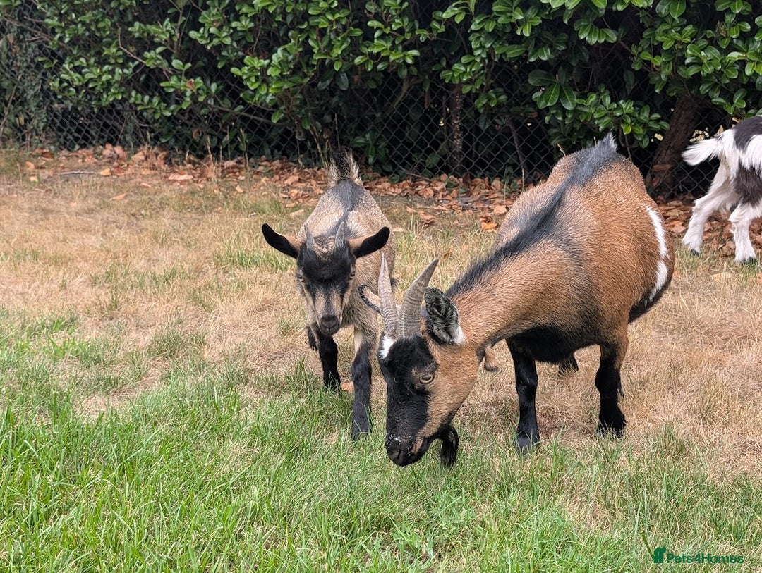 Goats livestock for sale: Baby Pygmy Goats – 2 Girls & 1 Boy (Neutered) - Image 9