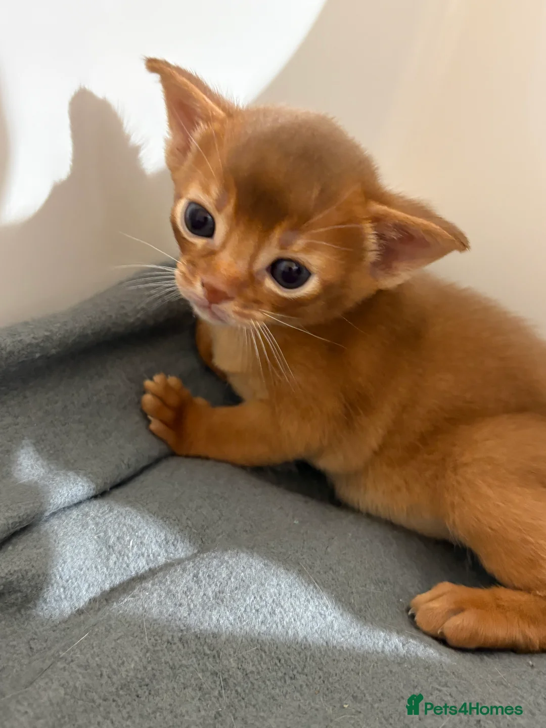Abyssinian cats for sale: Abyssinian champion line kittens🏆 - Advert 13