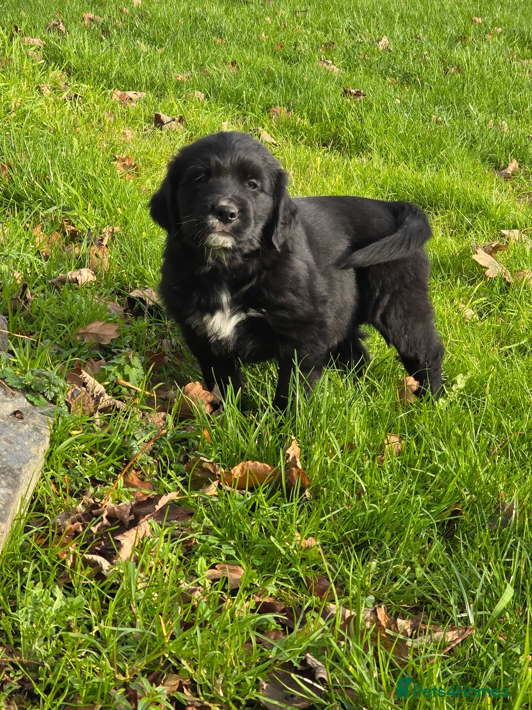 Mixed Breed dogs for sale: Stunning Golden Mountain pup's  - Advert 12