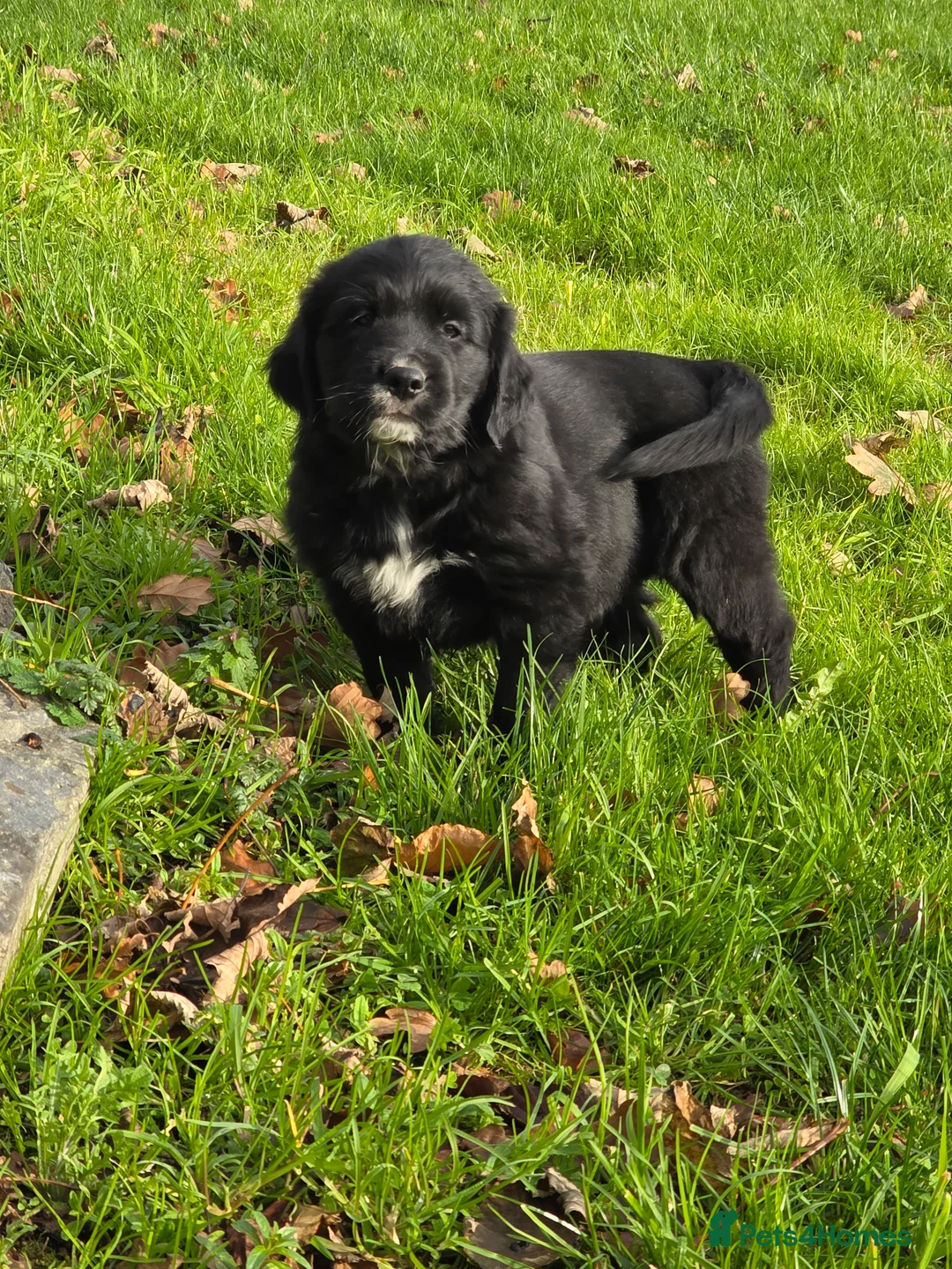 Mixed Breed dogs for sale: Stunning Golden Mountain pup's  - Advert 12