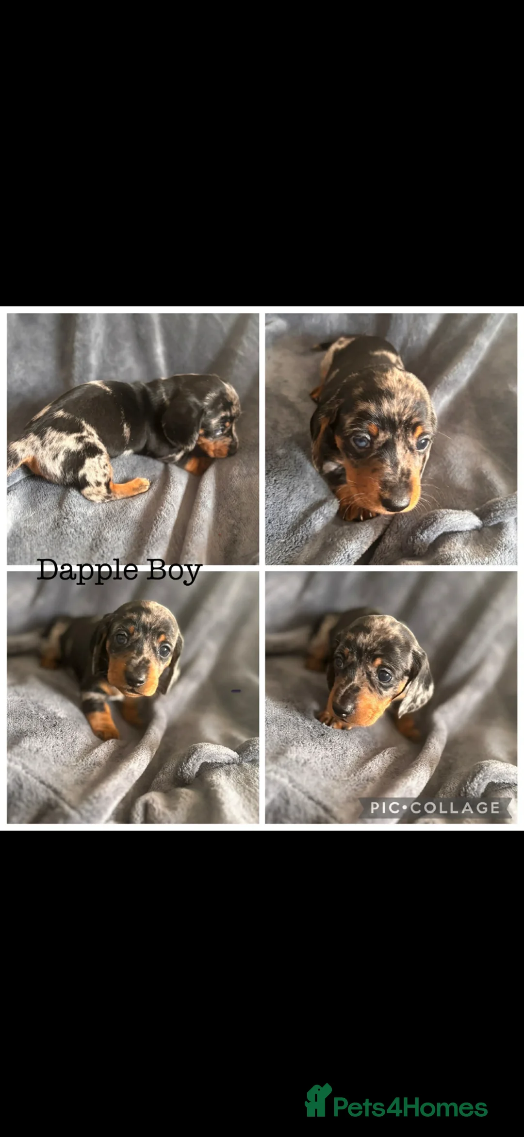 Miniature Dachshund dogs for sale: 2 Miniature Dachshund  - Advert 2