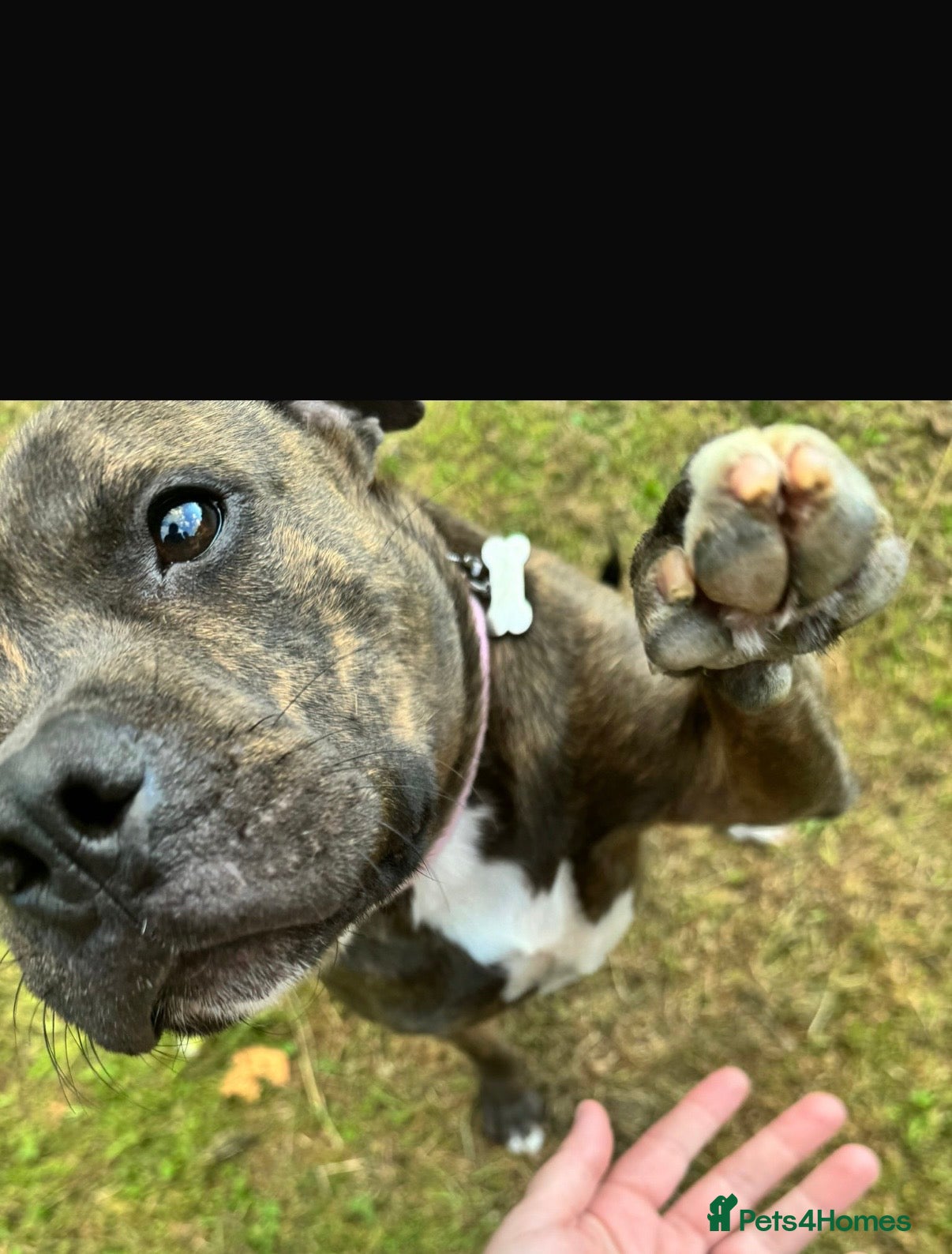 Staffordshire Bull Terrier dogs Heartbreaking Decision To Rehome  - Advert 1