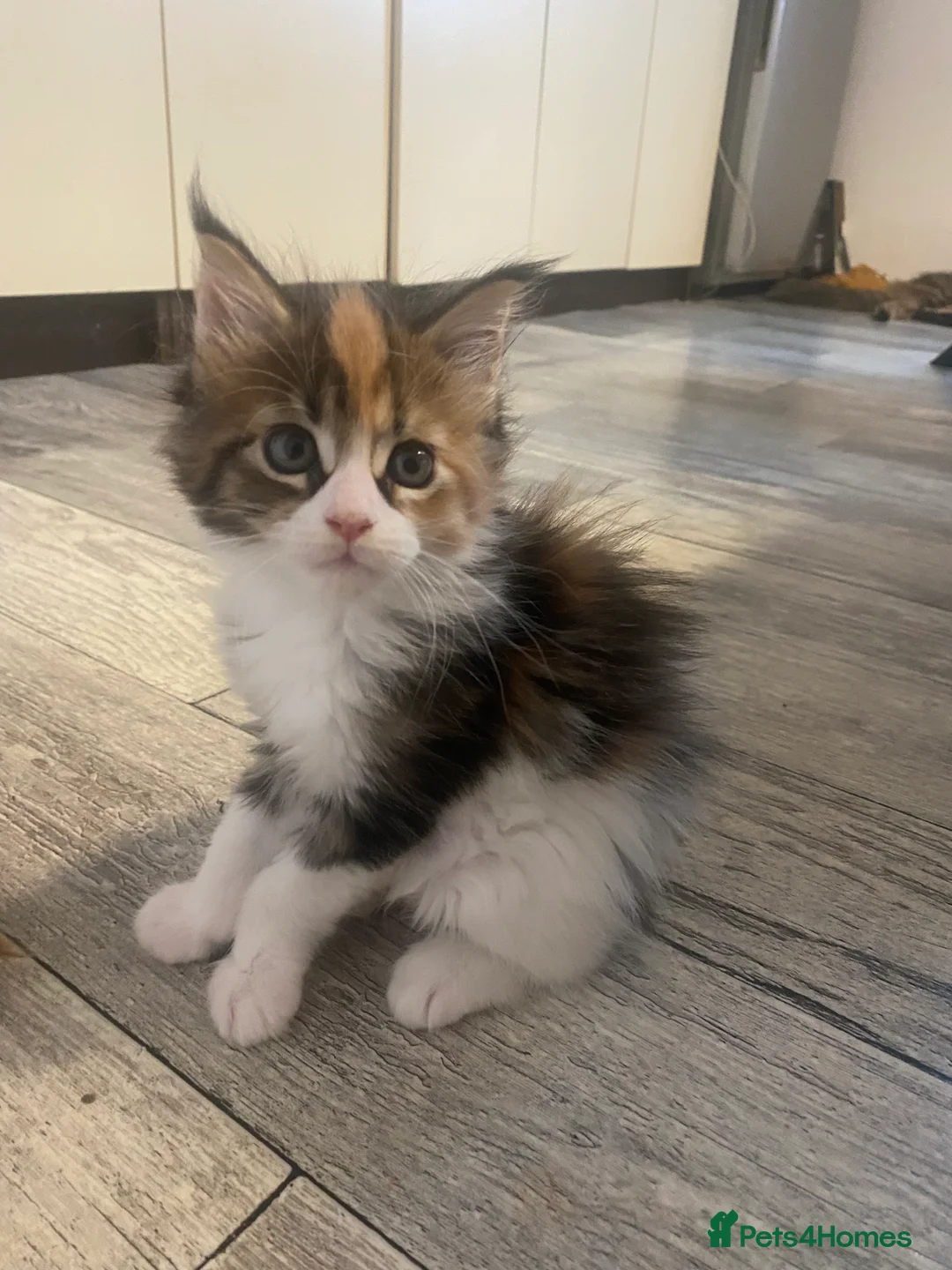 Maine Coon cats for sale: 3 Maine Coon for sale - Advert 8