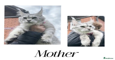 Maine Coon cats - Advert 13