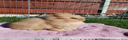 Lionhead rabbits for sale: Double Mane Lion Head Bunnies - Advert 4