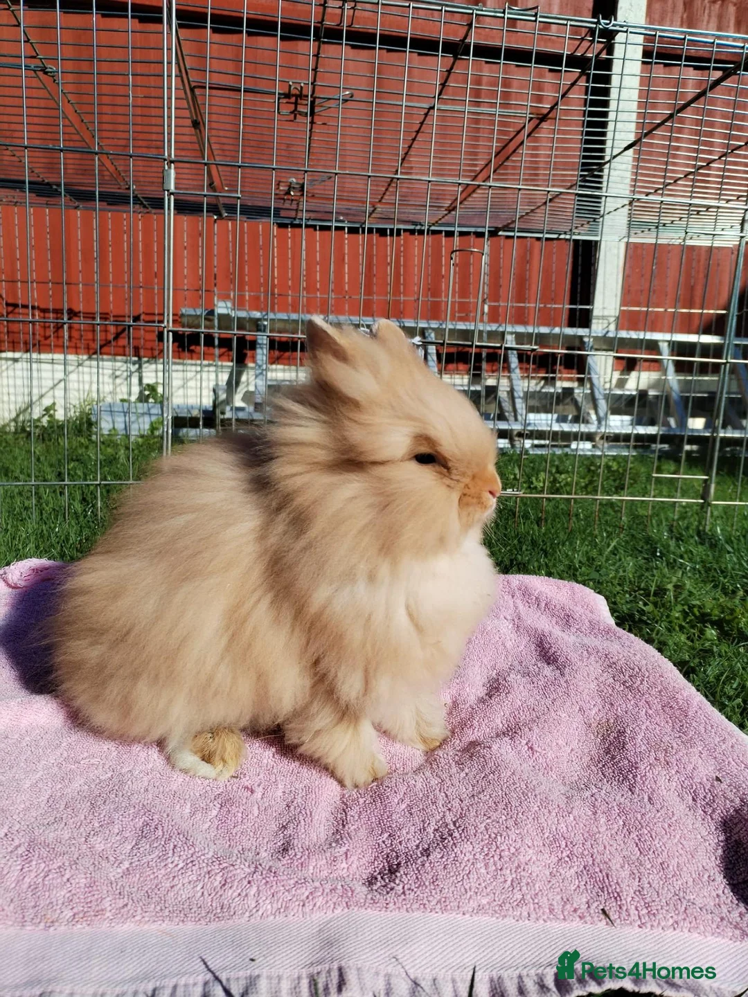 Lionhead rabbits for sale: Double Mane Lion Head Bunnies - Advert 4