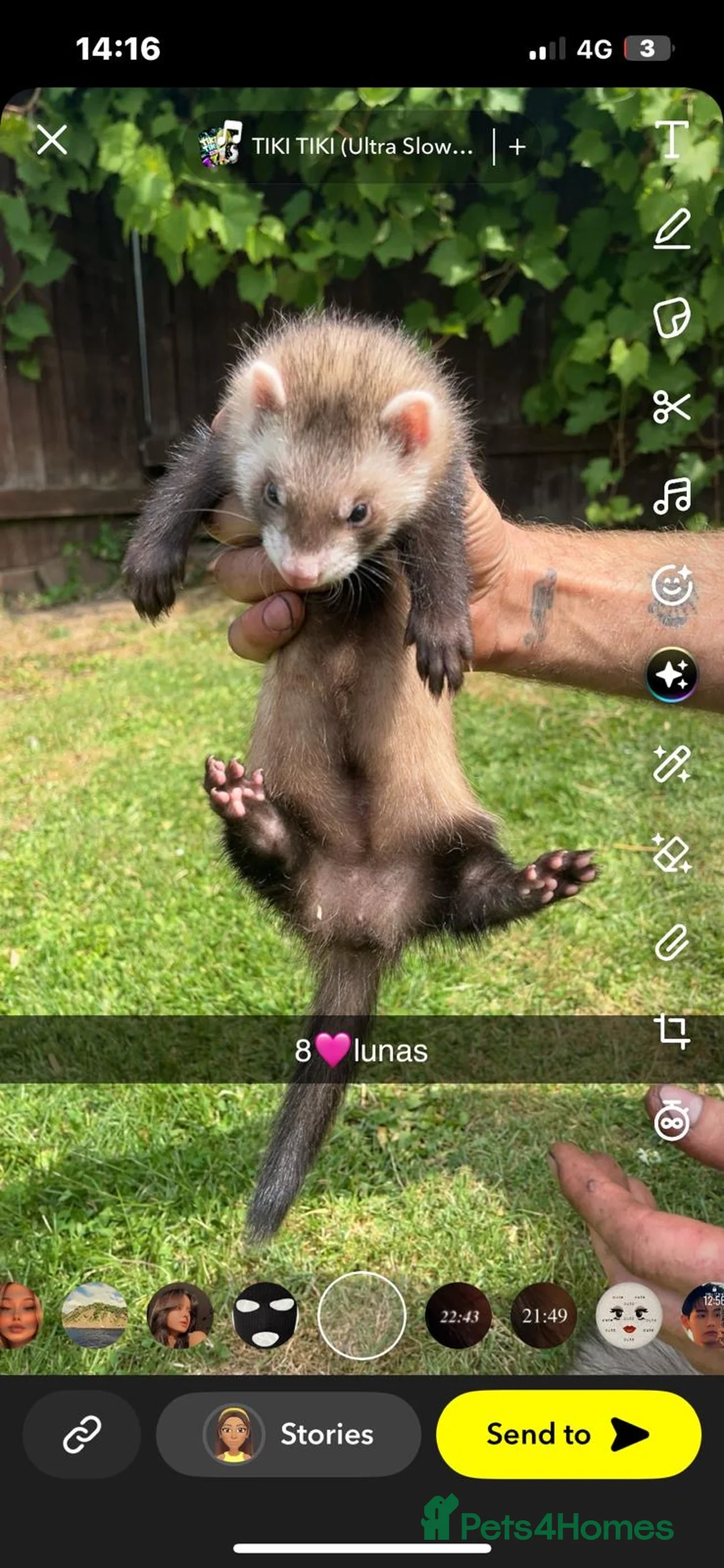 Ferret rodents for sale: Ferret kits in Maidstone - Advert 16
