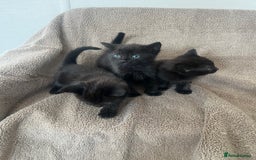 Norwegian Forest Cat cats for sale: 3 beautiful kittens  - Image 4