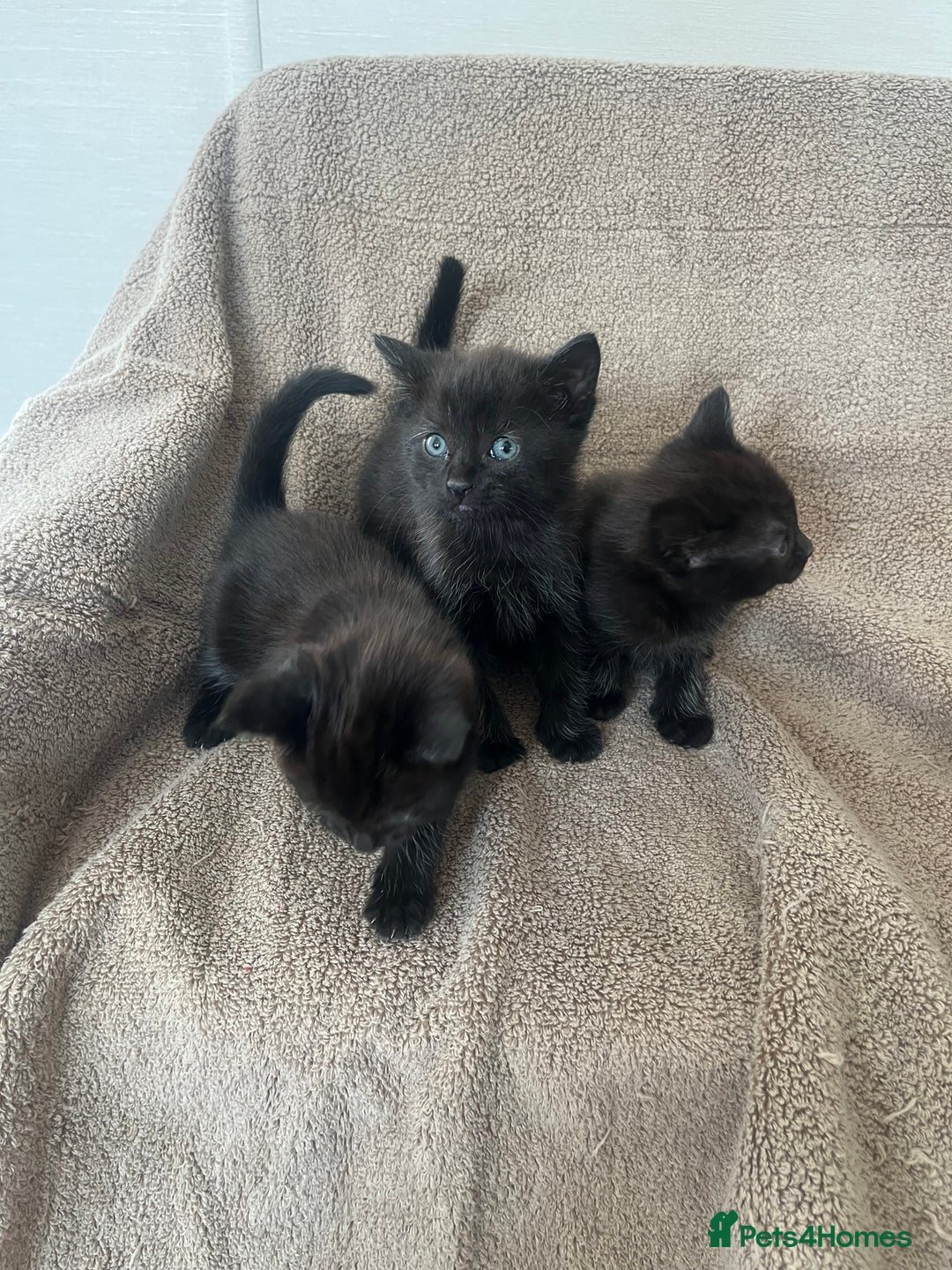 Norwegian Forest Cat cats for sale: 3 beautiful kittens  - Image 4