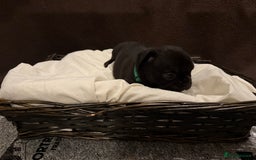 French Bulldog dogs for sale: 7 beautiful French bulldog puppies for sale - Image 4