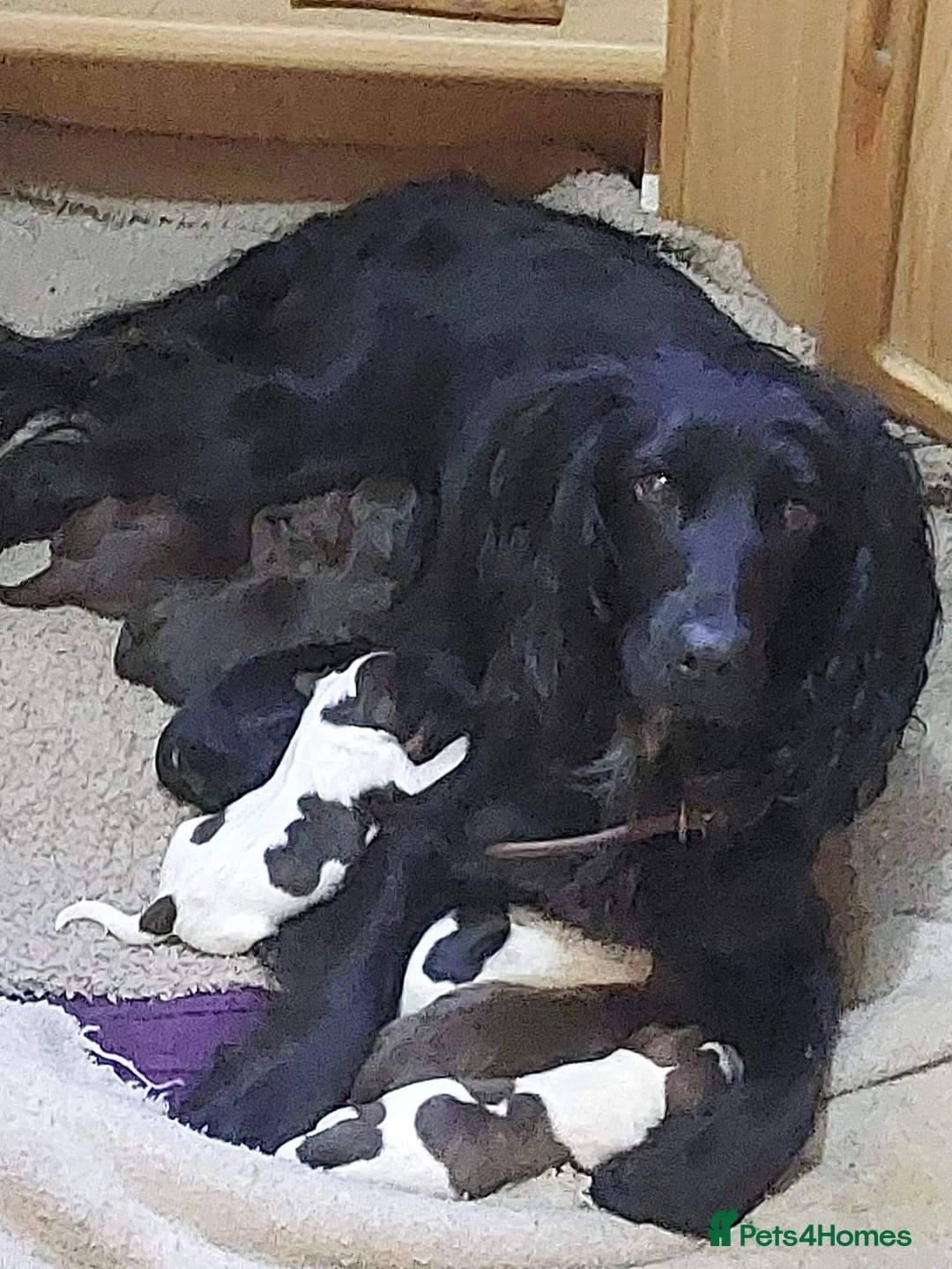 Sprocker dogs for sale: Gorgeous sprockers - Advert 1