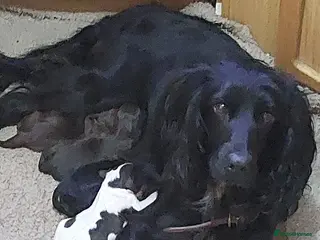 Sprocker dogs Gorgeous sprockers - Advert 2