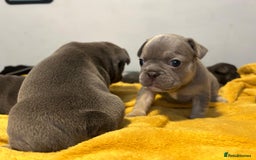 French Bulldog dogs for sale: 🐾 Adorable French Bulldog Puppies for Sale 🐾 - Image 15