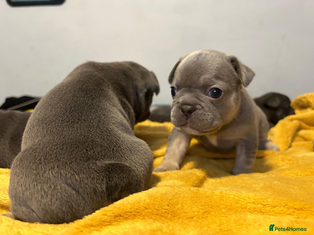 French Bulldog dogs for sale: 🐾 Adorable French Bulldog Puppies for Sale 🐾 - Image 15