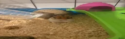 Hamster rodents for sale: One girl and one boy hamster.  - Advert 2