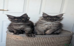 Maine Coon cats for sale: Maine coon kittens, Tica registered  - Image 17