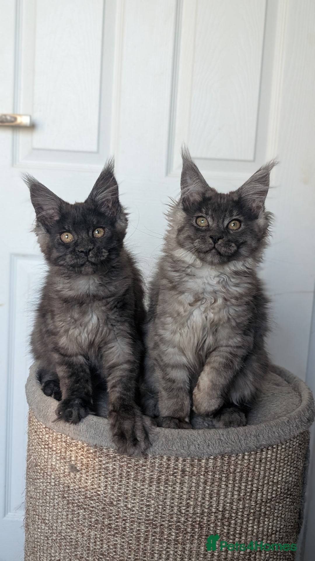 Maine Coon cats for sale: Maine coon kittens, Tica registered  - Image 17