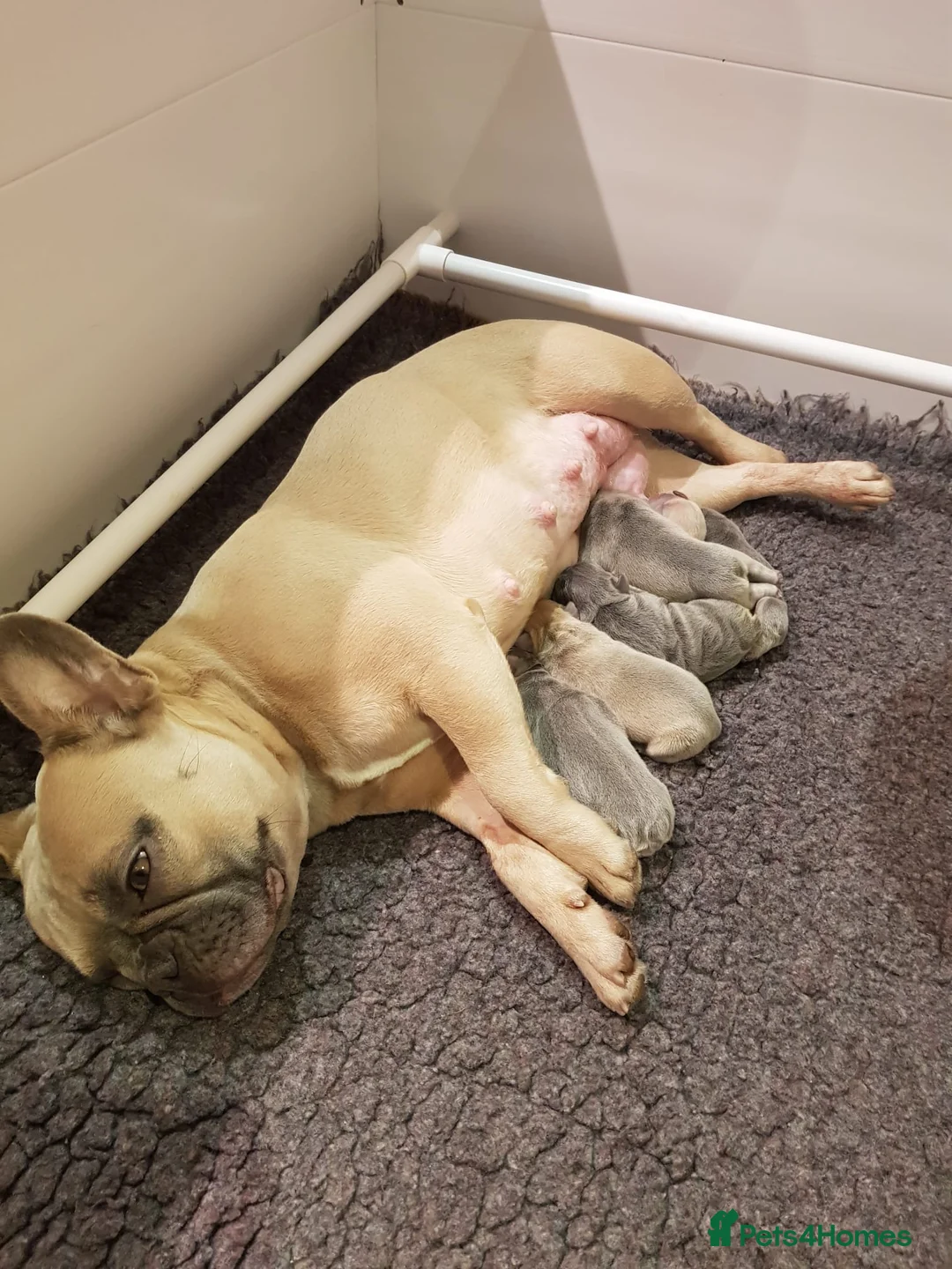 French Bulldog dogs for stud: 🇫🇷 French Bulldog For Stud  🇫🇷 in Croydon - Advert 9