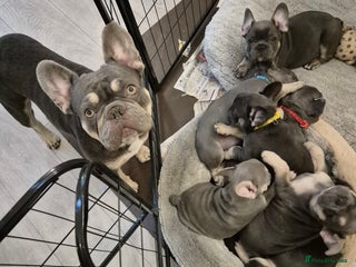 French Bulldog dogs - Advert 14