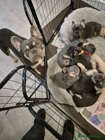 French Bulldog dogs - Advert 8