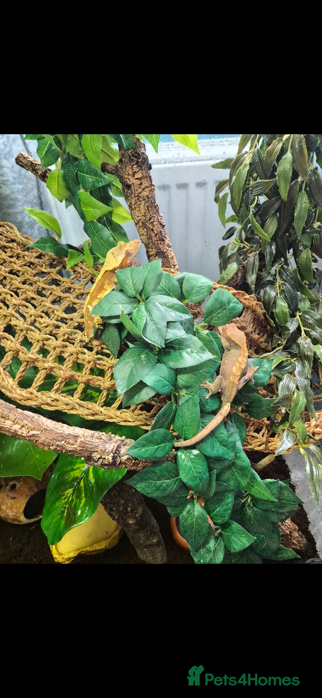 Gecko reptiles for sale: Male & Female crested gecko full set up - Advert 3