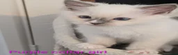 Ragdoll cats for sale: TICA registered Ragdoll kittens  in Bracknell - Advert 5