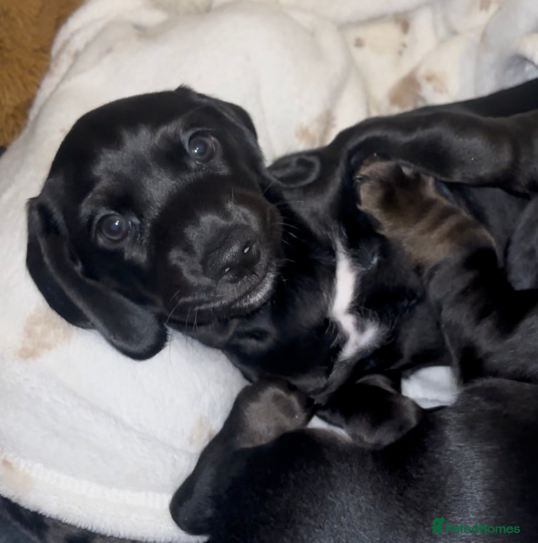 Mixed Breed dogs for sale: Miniature dachshunds puppies - Advert 5