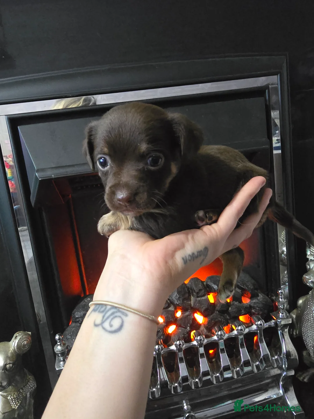 Mixed Breed dogs for sale: jack russell x chihuahua pups - Advert 3