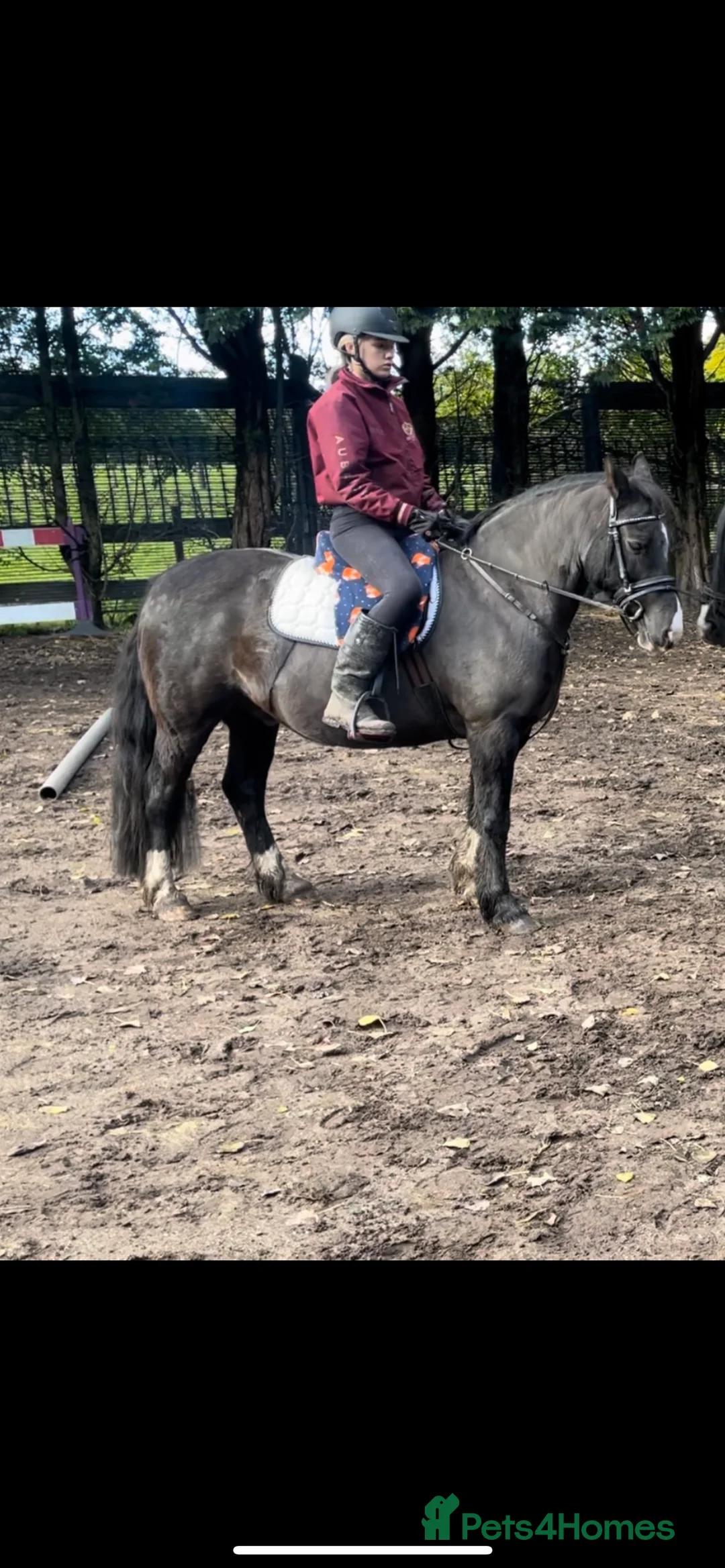 Welsh Section C horses for sale: ❤️ Romeo ❤️ - Advert 6
