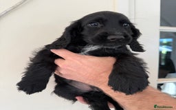 Cocker Spaniel dogs for sale: Show-type cocker spaniels - Image 2