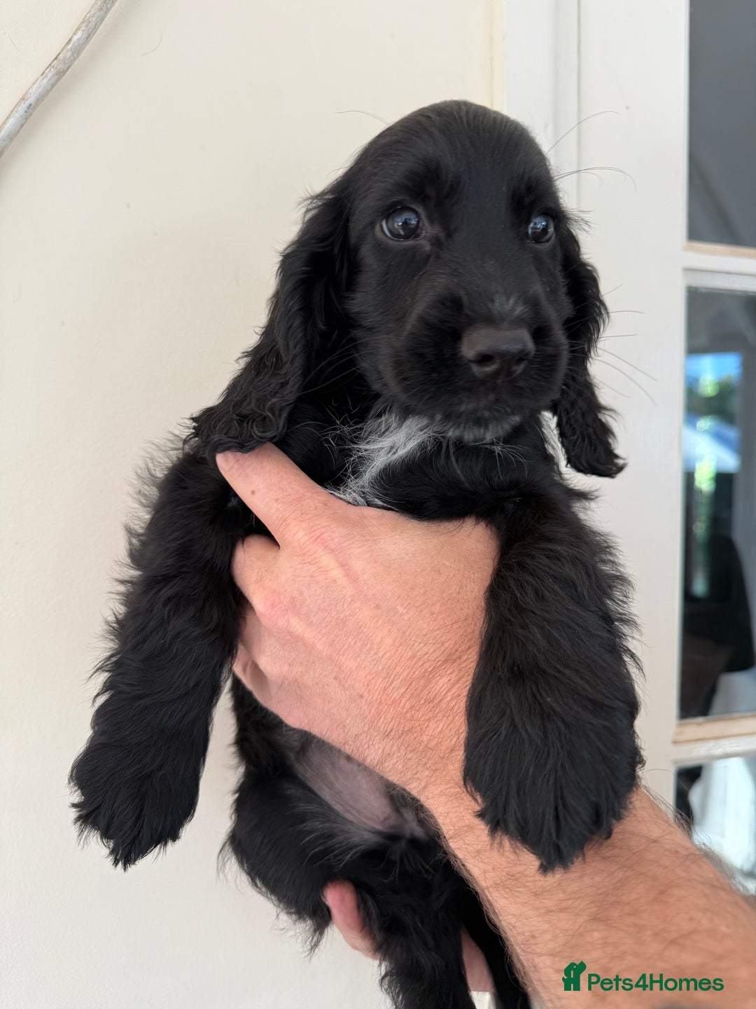 Cocker Spaniel dogs for sale: Show-type cocker spaniels - Image 2