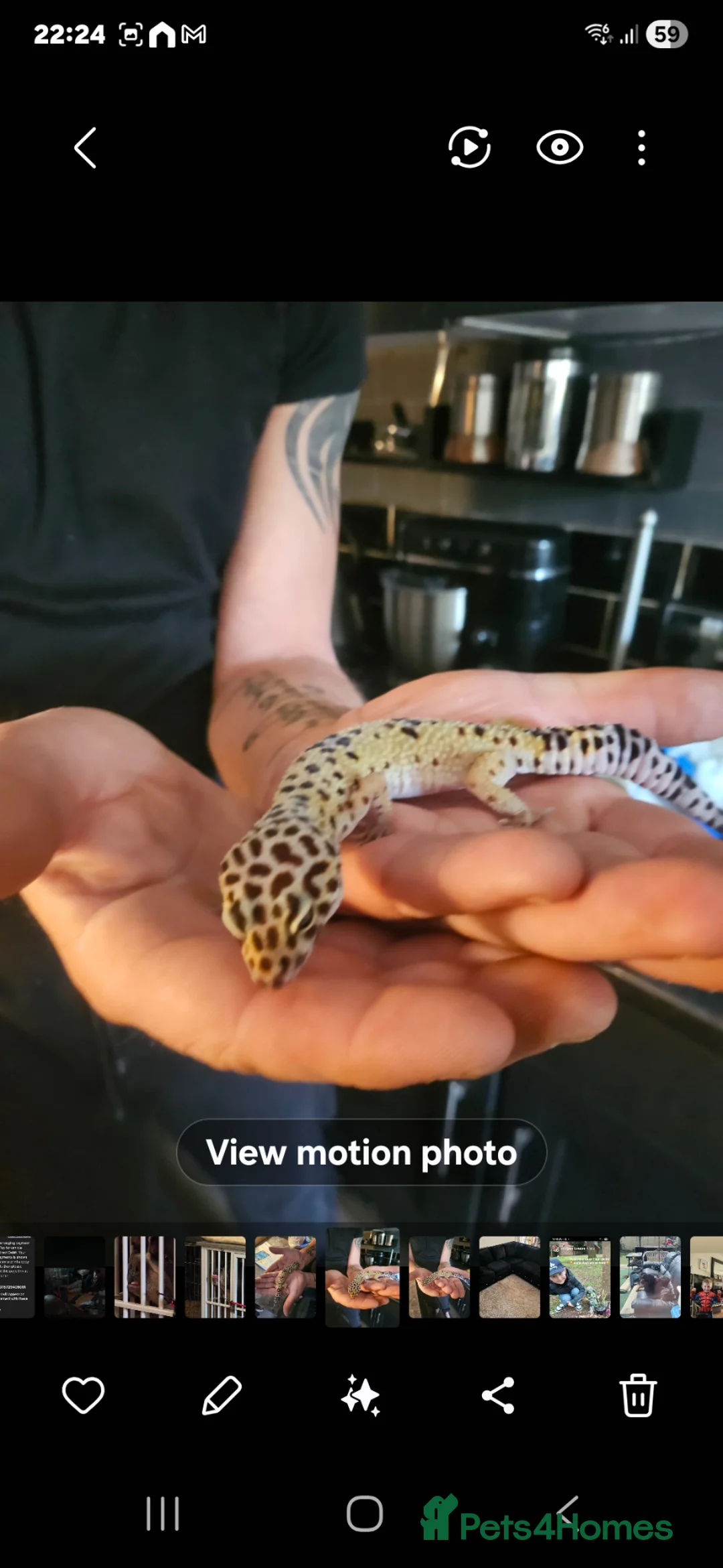 Leopard Gecko reptiles for sale: Leapard Gecko in Newark - Advert 2