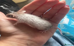 Mouse rodents for sale: Beautiful fancy mice looking for forever homes - Image 23