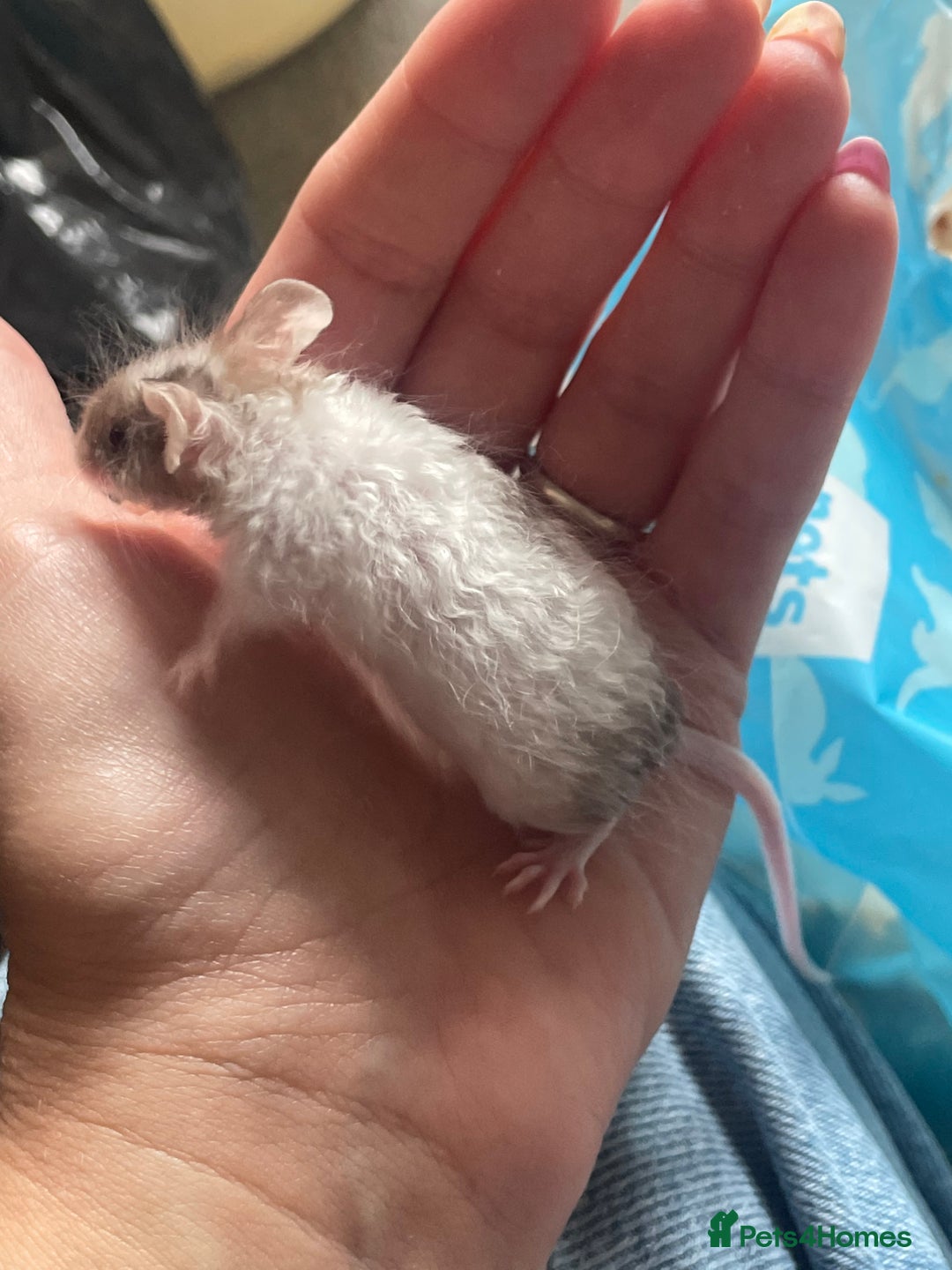 Mouse rodents for sale: Beautiful fancy mice looking for forever homes - Image 23