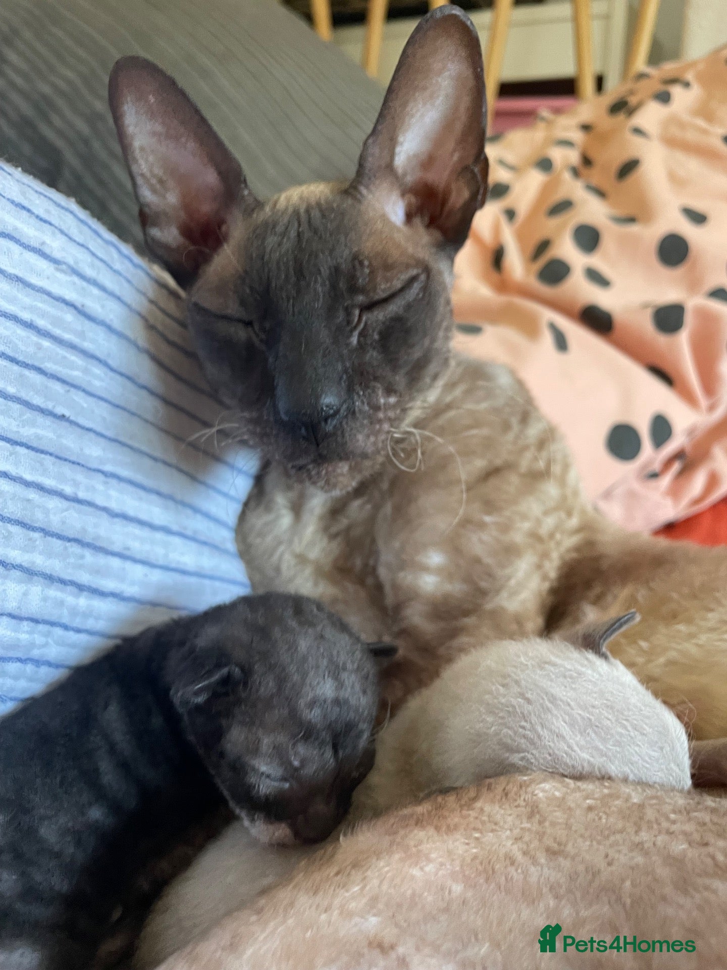 Cornish Rex cats Cornish Rex*** - Advert 6