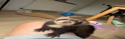 Ferret rodents for sale: Male ferrets  in Rotherham - Advert 8