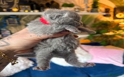 British Shorthair cats for sale: Outstanding kittens 😻 Champion line🥇🏆😻 - Image 24