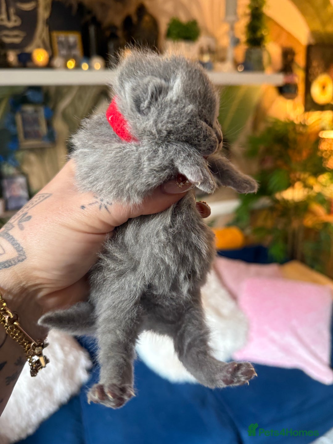 British Shorthair cats for sale: Outstanding kittens 😻 Champion line🥇🏆😻 - Image 24