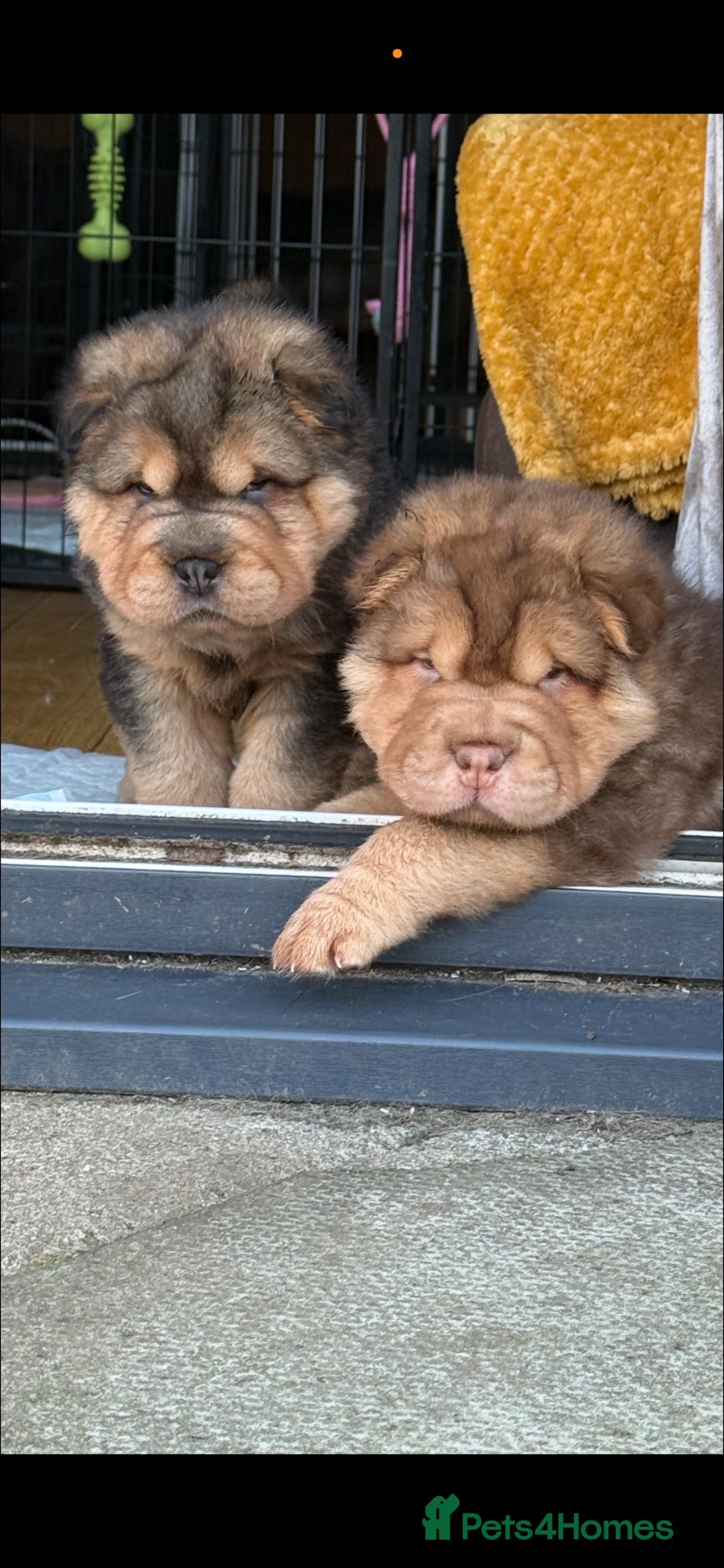 Shar Pei dogs for sale: Bear Coat Shar Pei KC Registered  - Advert 12