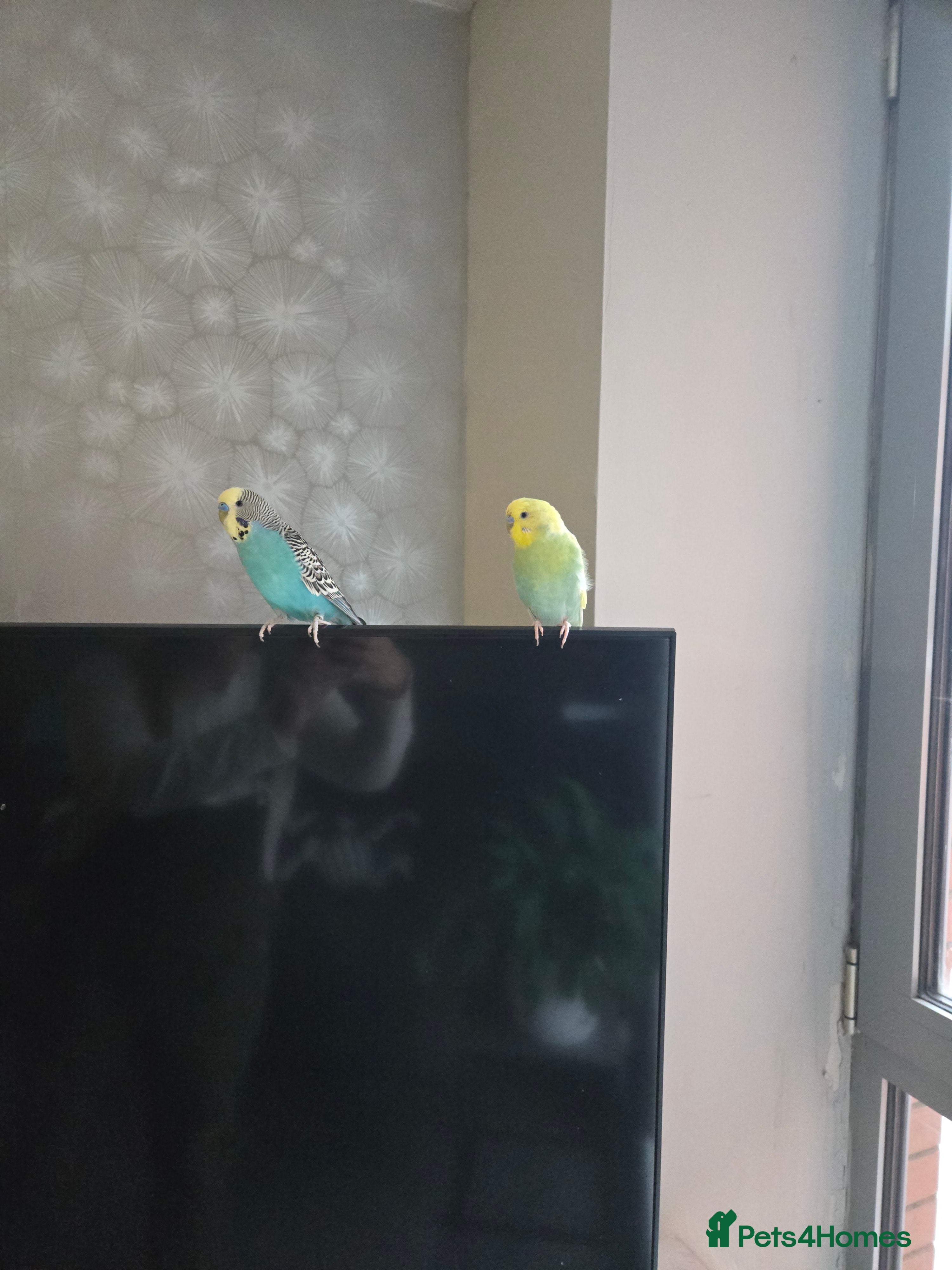 Budgerigars birds 2 budgies male  - Advert 1