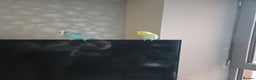 Budgerigars birds for sale: 2 budgies male  - Advert 1