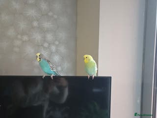 Budgerigars birds 2 budgies male - Advert 8