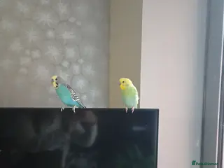Budgerigars birds 2 budgies male - Advert 16