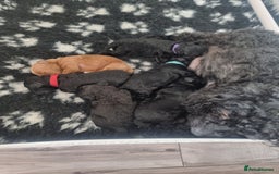 Shihpoo dogs for sale: Shihpoo puppies  - Image 12