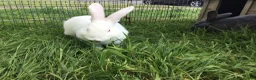 New Zealand rabbits for sale: Last New Zealand Rabbit - Advert 9