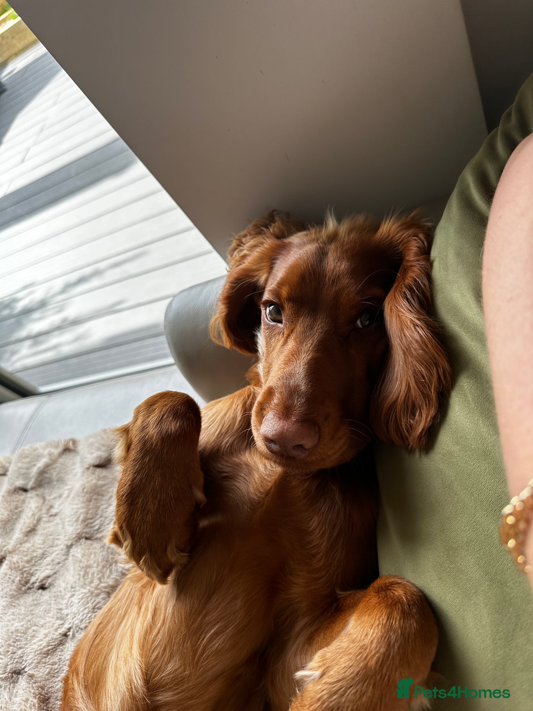 Cocker Spaniel dogs for stud: STUD - Working Cocker Spaniel - Image 19