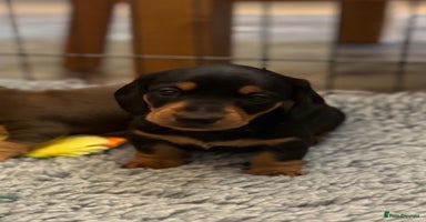 Miniature Dachshund dogs - Advert 9