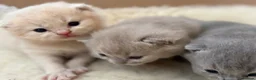 British Shorthair cats for sale: British Shorthair Kittens - Advert 27