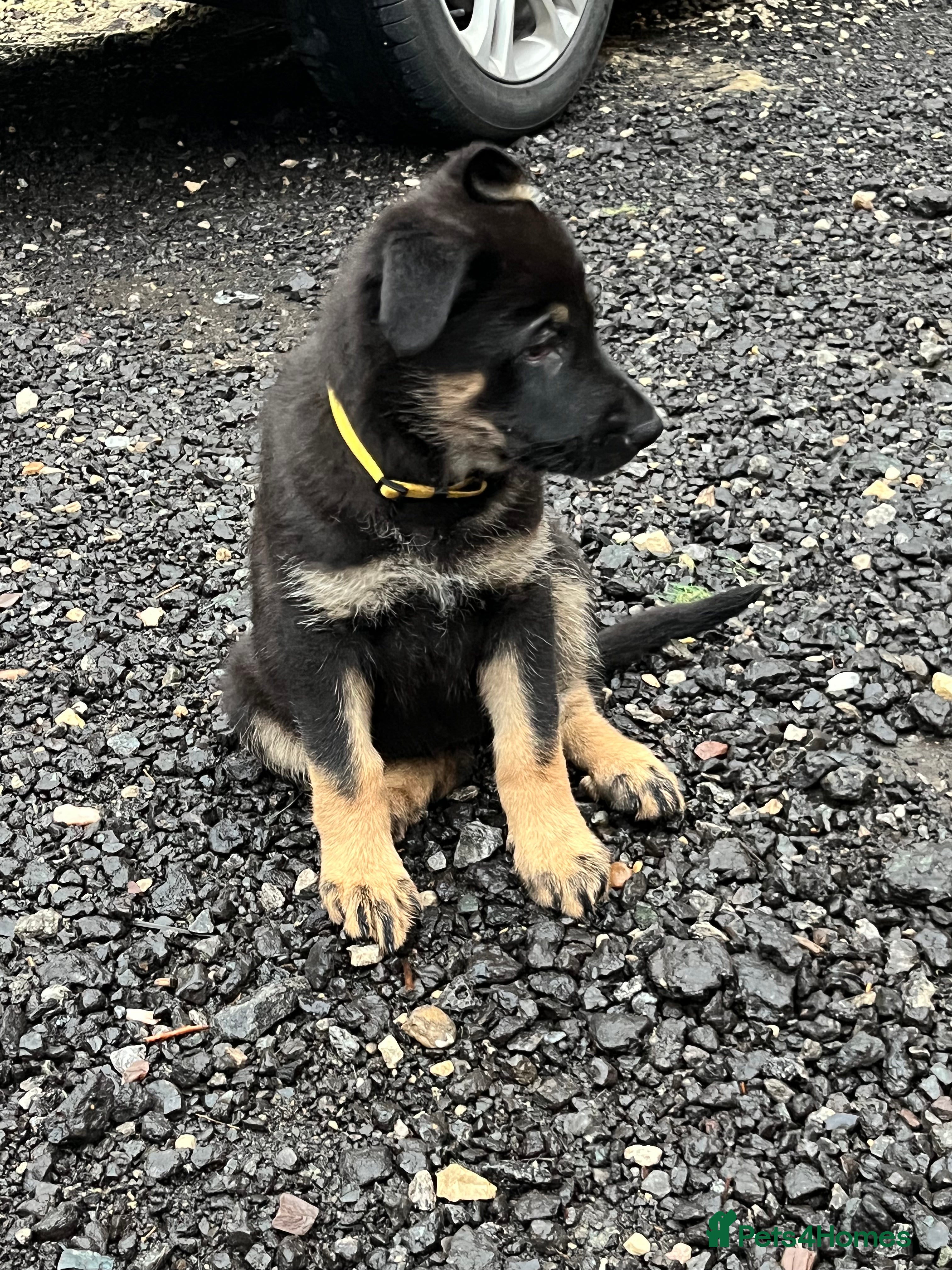 German Shepherd dogs German Shepherd pups Black&Sable.. LAST BITCH💕 - Advert 14